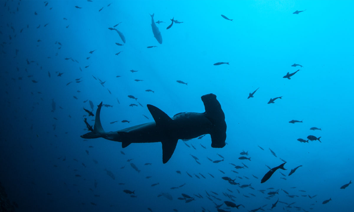 A hammerhead shark swimming in the sea.