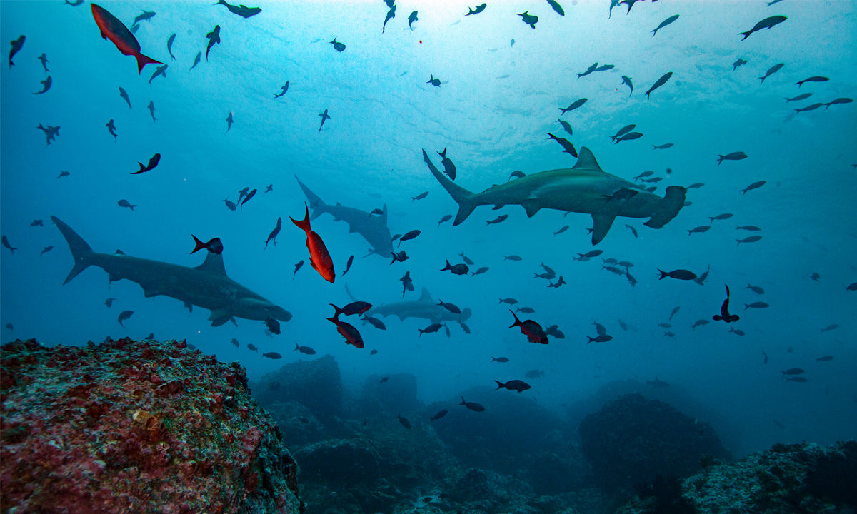 Hammerhead sharks on Coco Island.