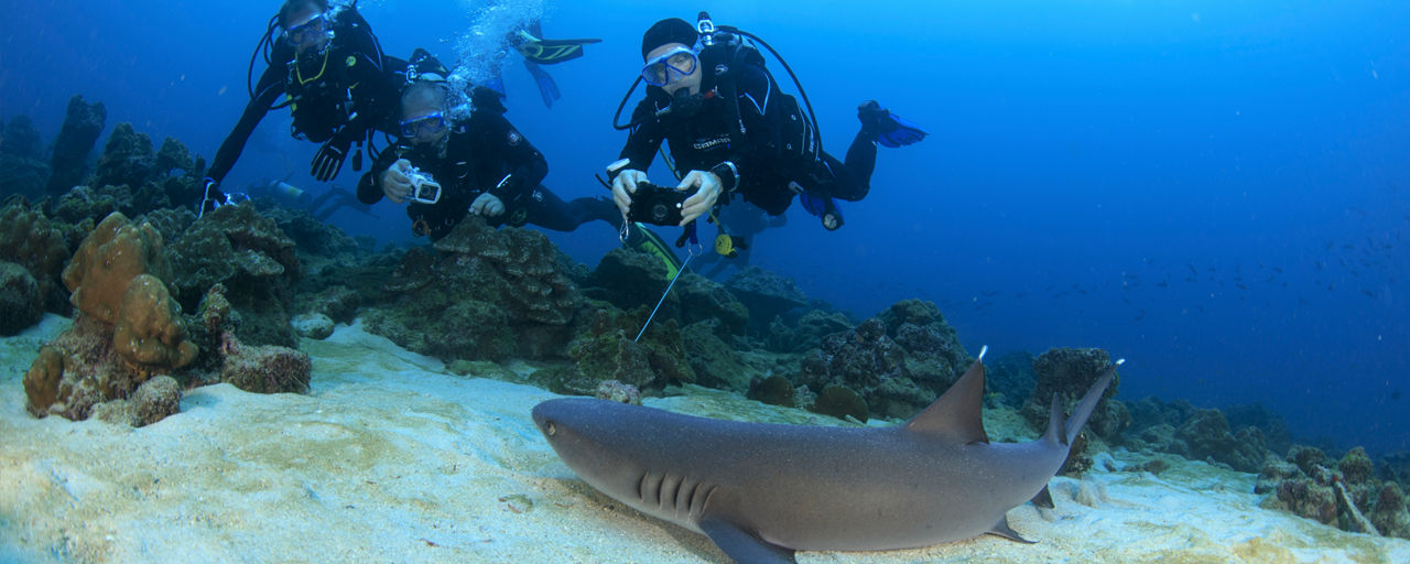Divers watching a white-tip shark