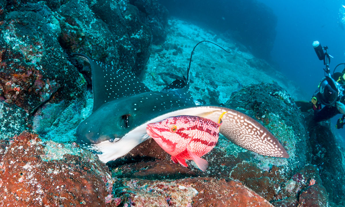 A ray hunting.