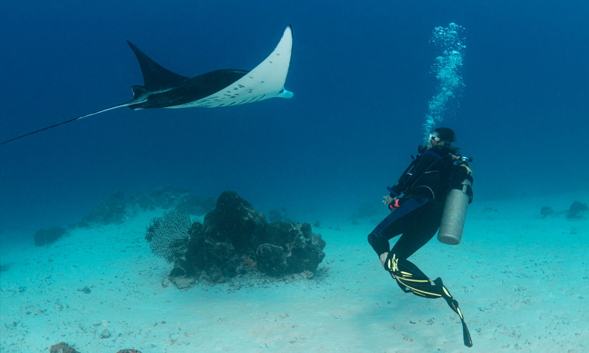 Diver encountering a manta ray