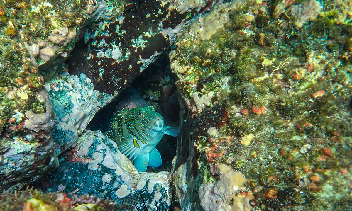 Nocturnal marine creatures in the coral reefs.
