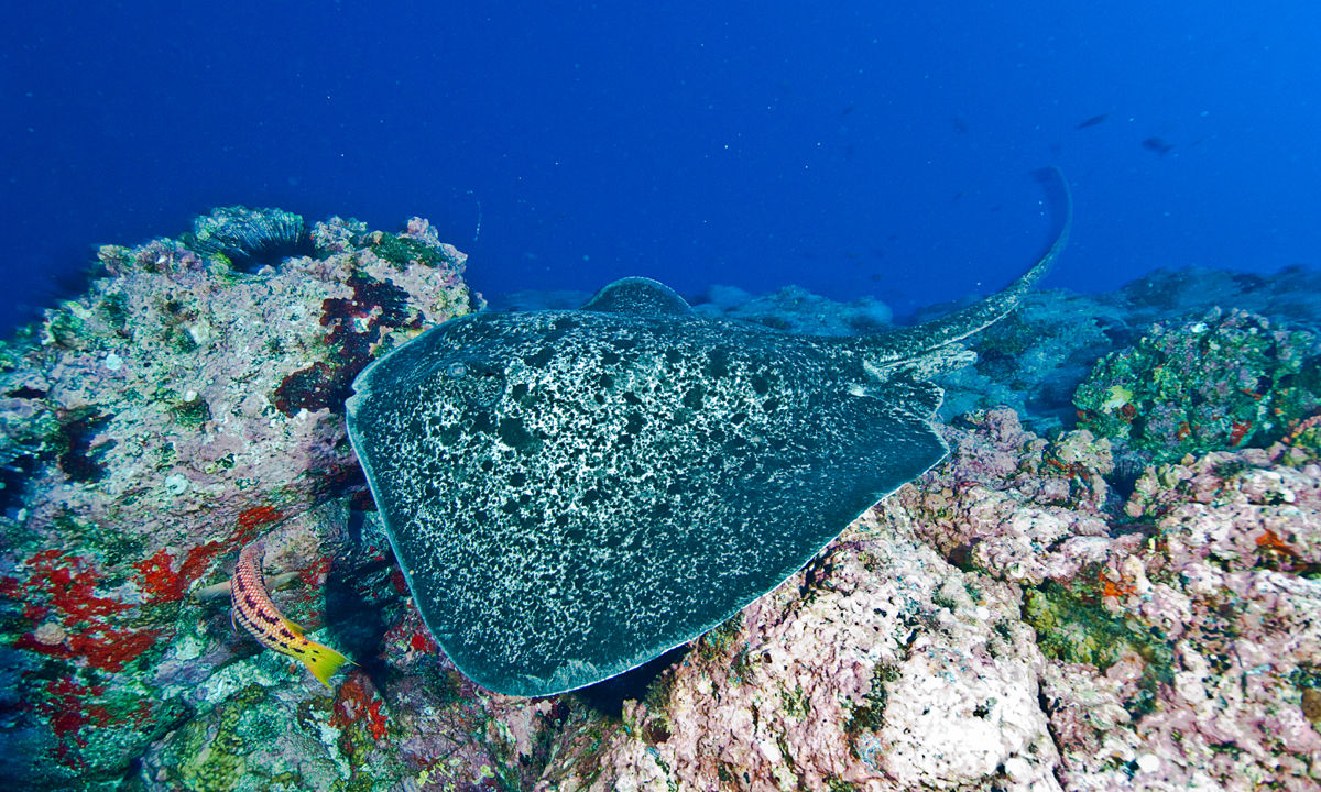 A stingray in the coral.
