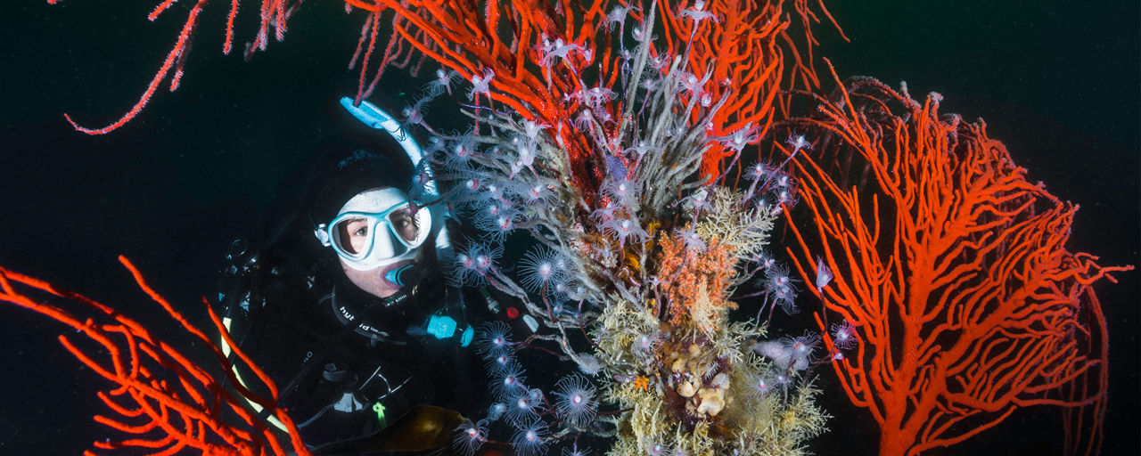 Eine Taucherin schwimmt im Gorgoniengarten.