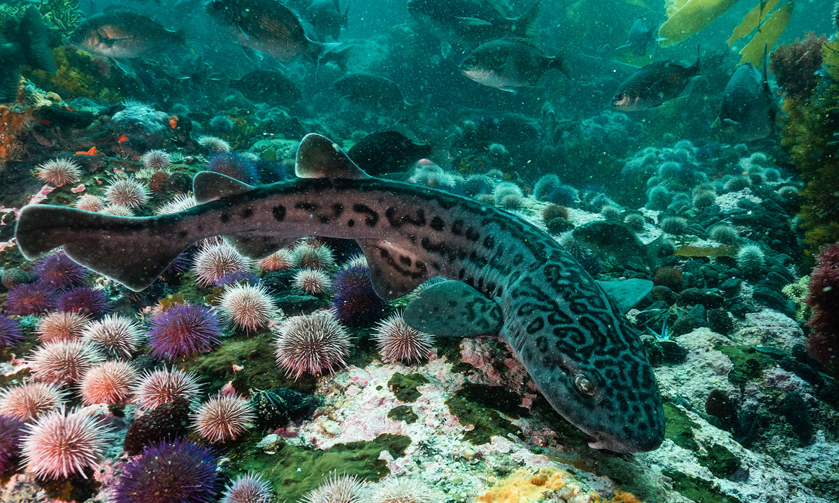 Ein Leopardenhai bei Nacht in False Bay​