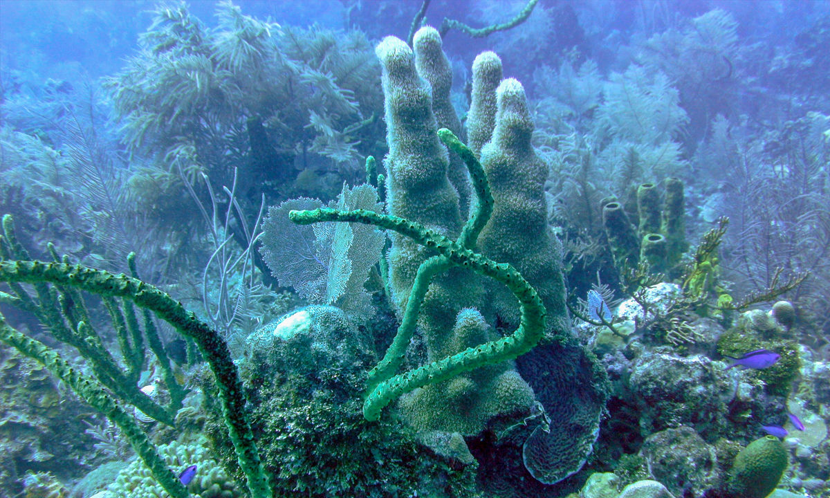 Coral garden in Jamaica.