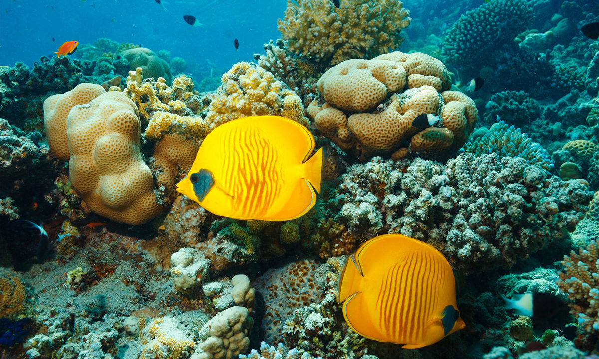 You get clear views of colourful coral reefs in the Caribbean Sea.