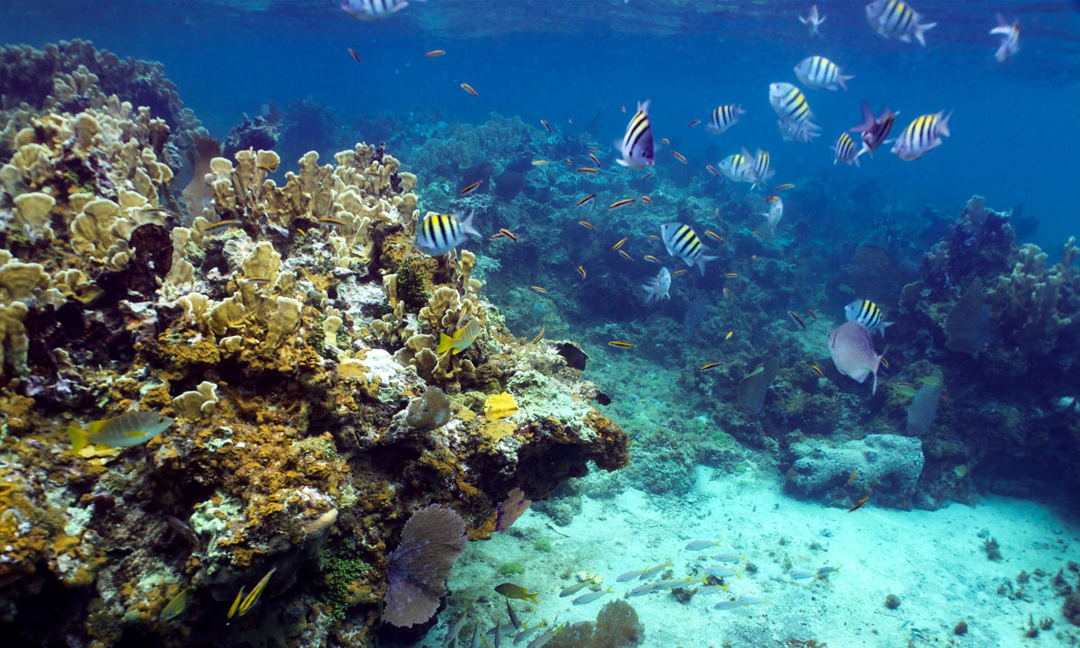  A small group of damselfish.
