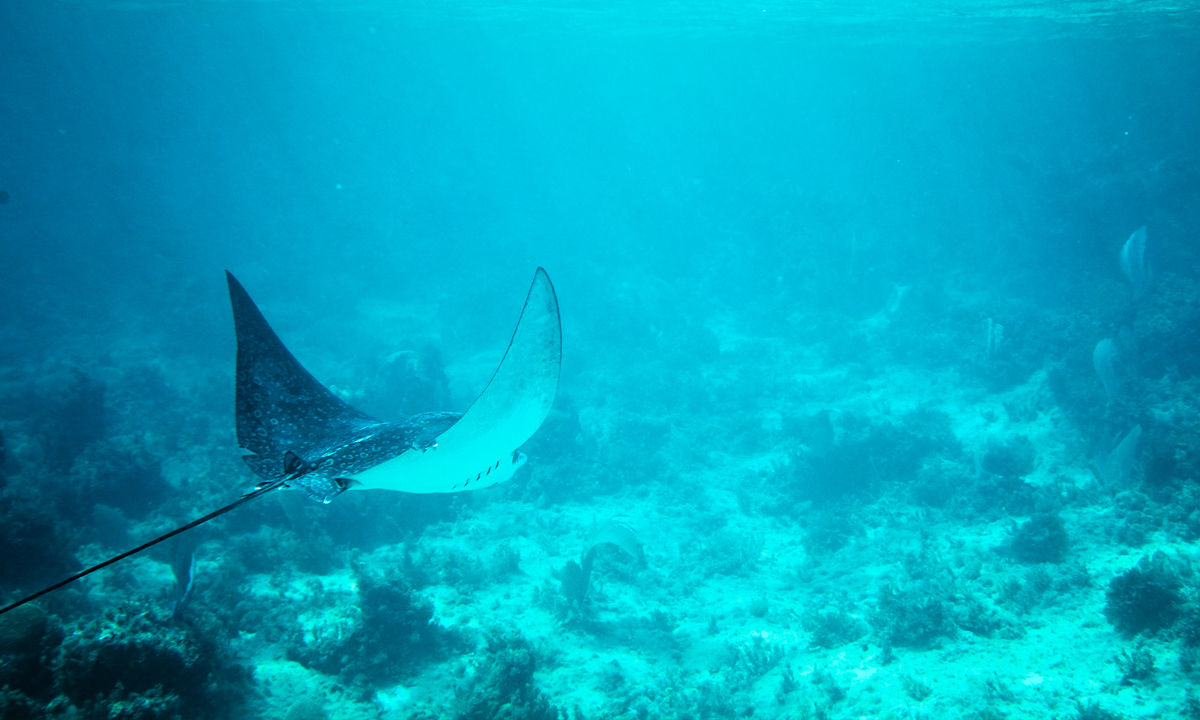  An eagle ray swimming through the deep blue sea.