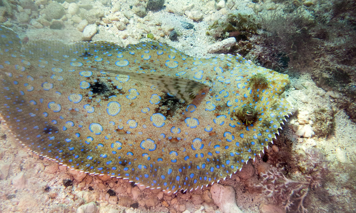 A flounder camouflaging itself in the sand.