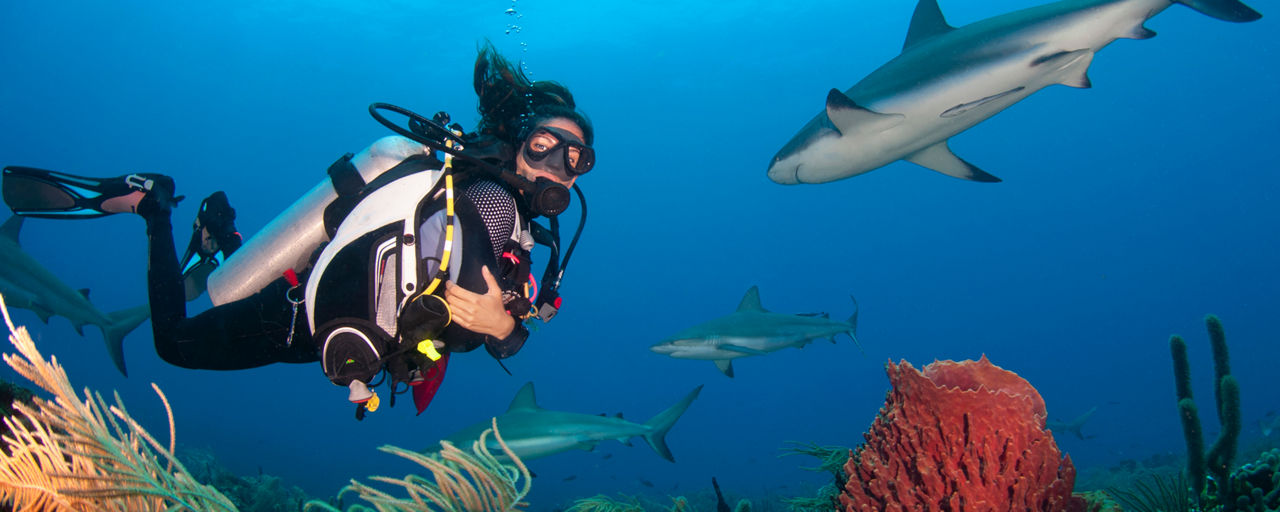 A woman diving in the Caribbean Sea with sharks