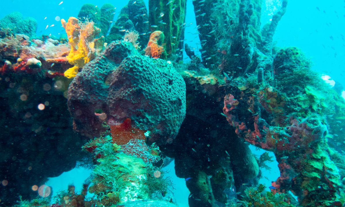 Aircraft wreck covered with coral.