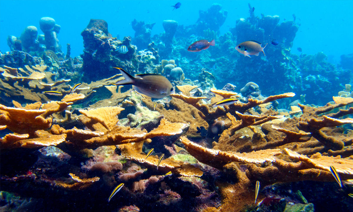 Coral reef in Jamaica.