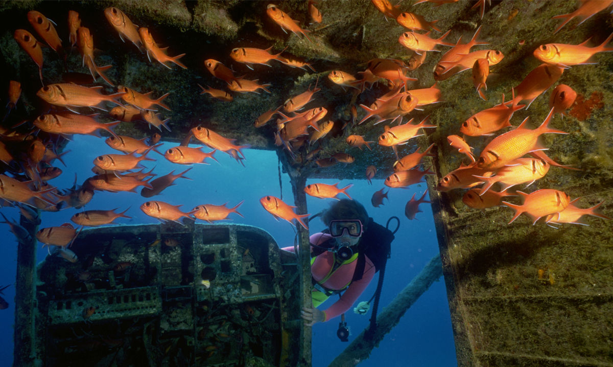 A parrotfish and other fish swimming among coral.