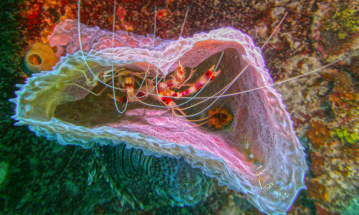 Shrimp hiding in a sponge.