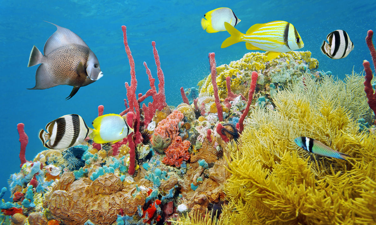  Colourful underwater world with tropical fish