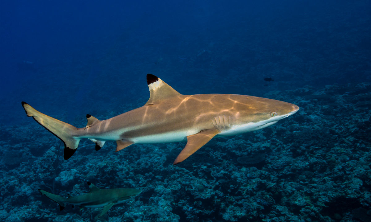 A blacktip reef shark swimming in the