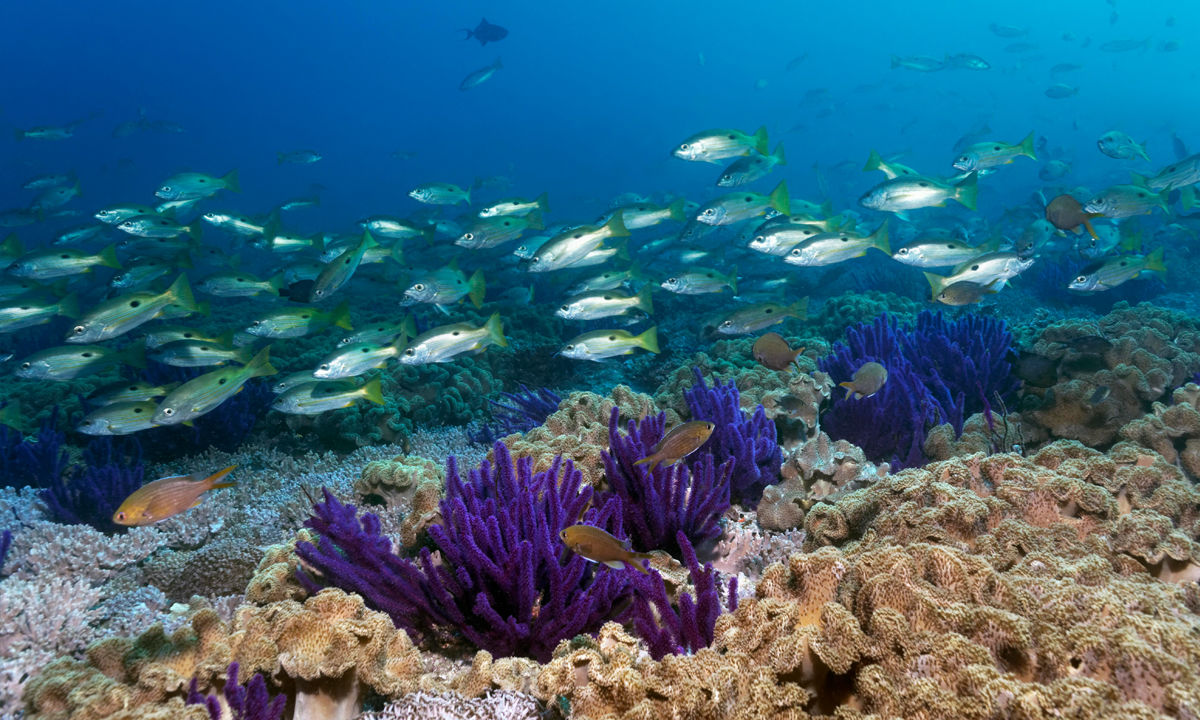 Colourful coral on the coast of Oman.