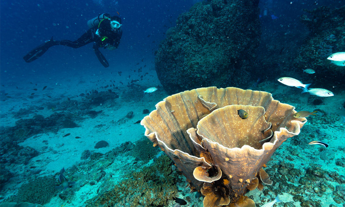 A diver looking at a funnel coral teeming with small fish.