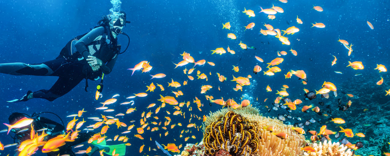 A diver looking at colourful coral in the Indian Ocean