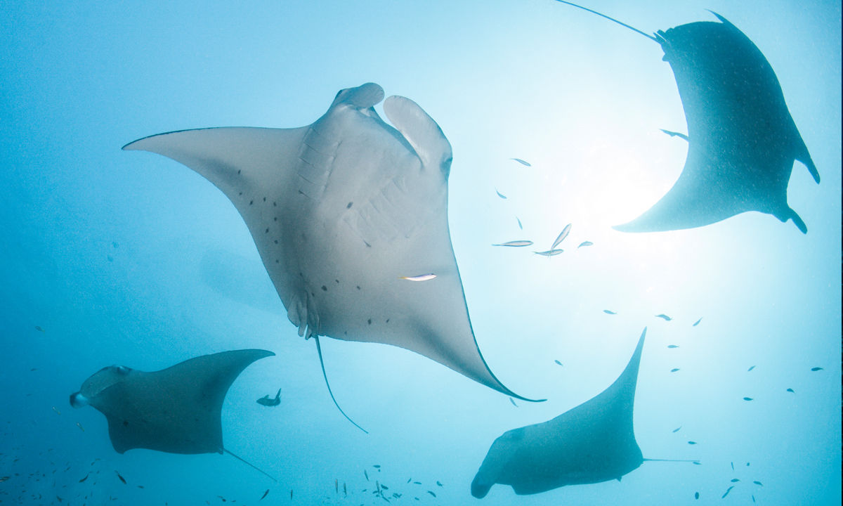 A school of manta rays in the Indian Ocean.