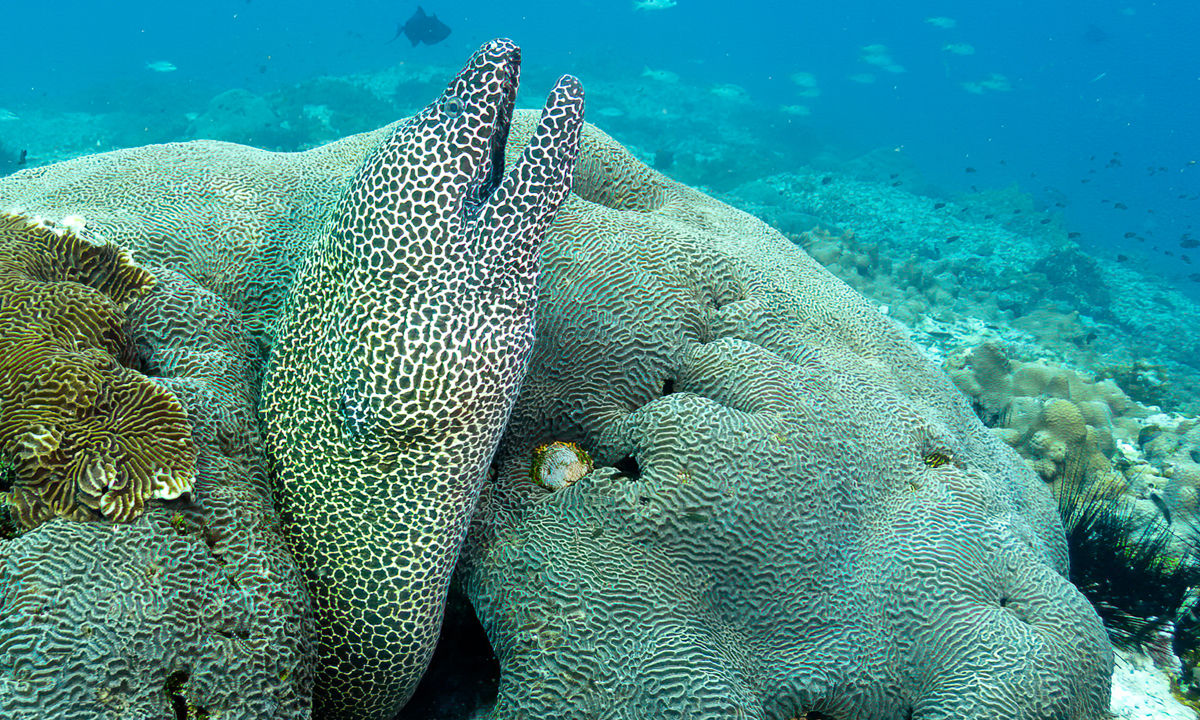 A moray eel hiding in the rock.