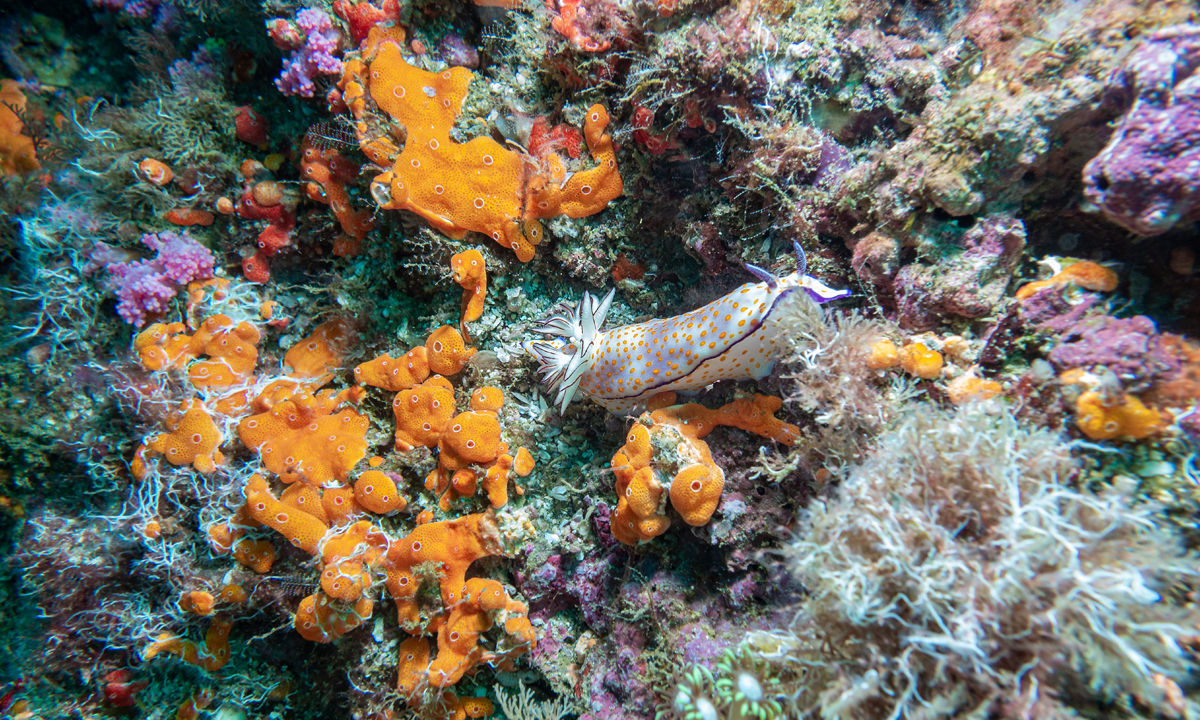 A nudibranch crawling in orange coral in the rock.