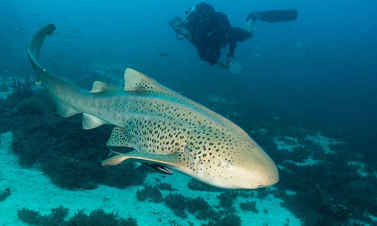 A diver watching a nurse shark.