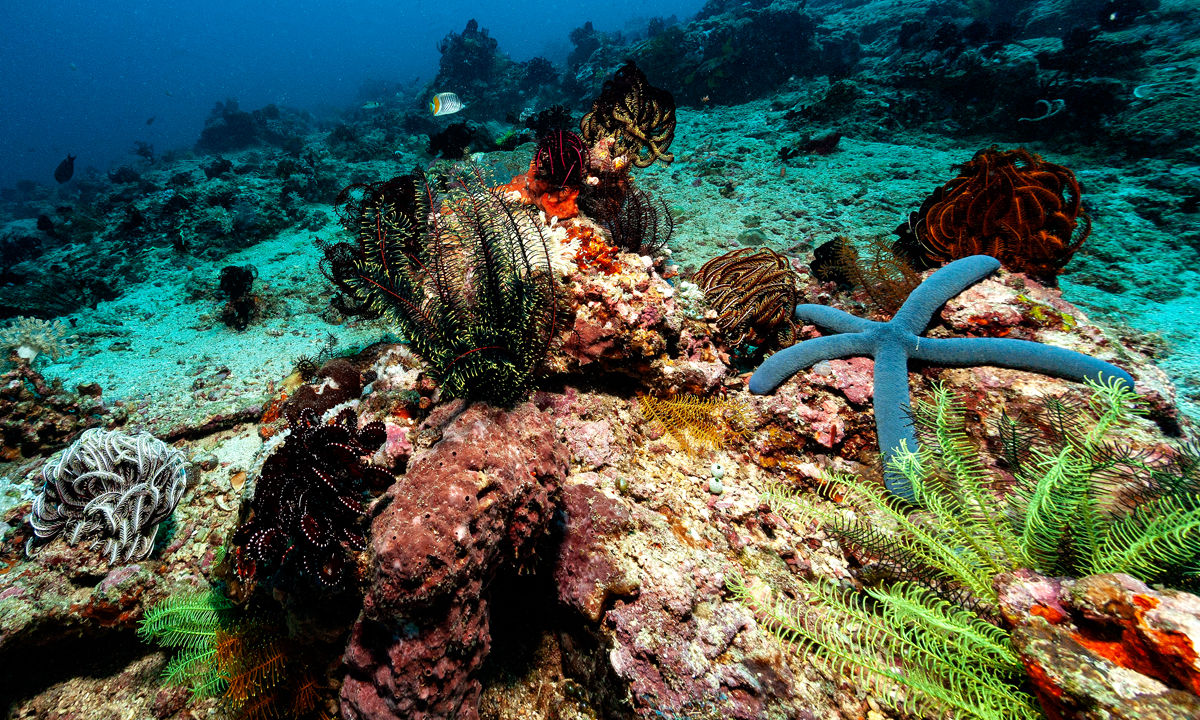 A blue starfish in the coral in Oman.