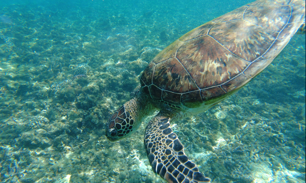 A green sea turtle in Oman.