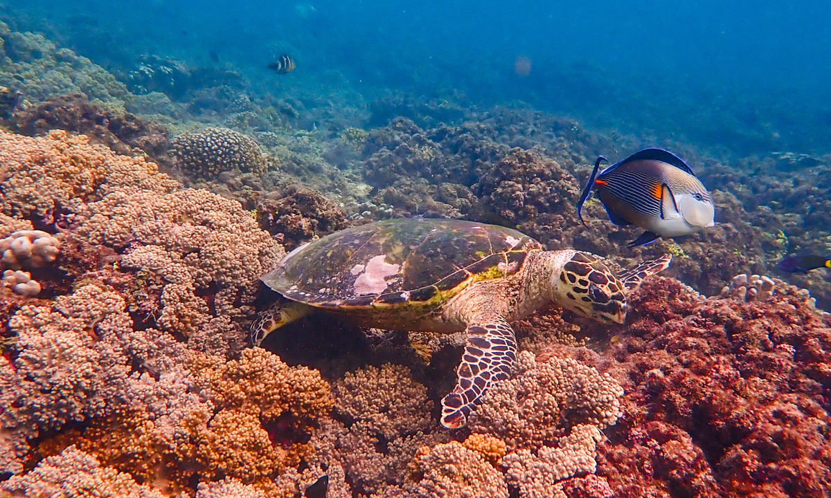 A turtle in the coral.