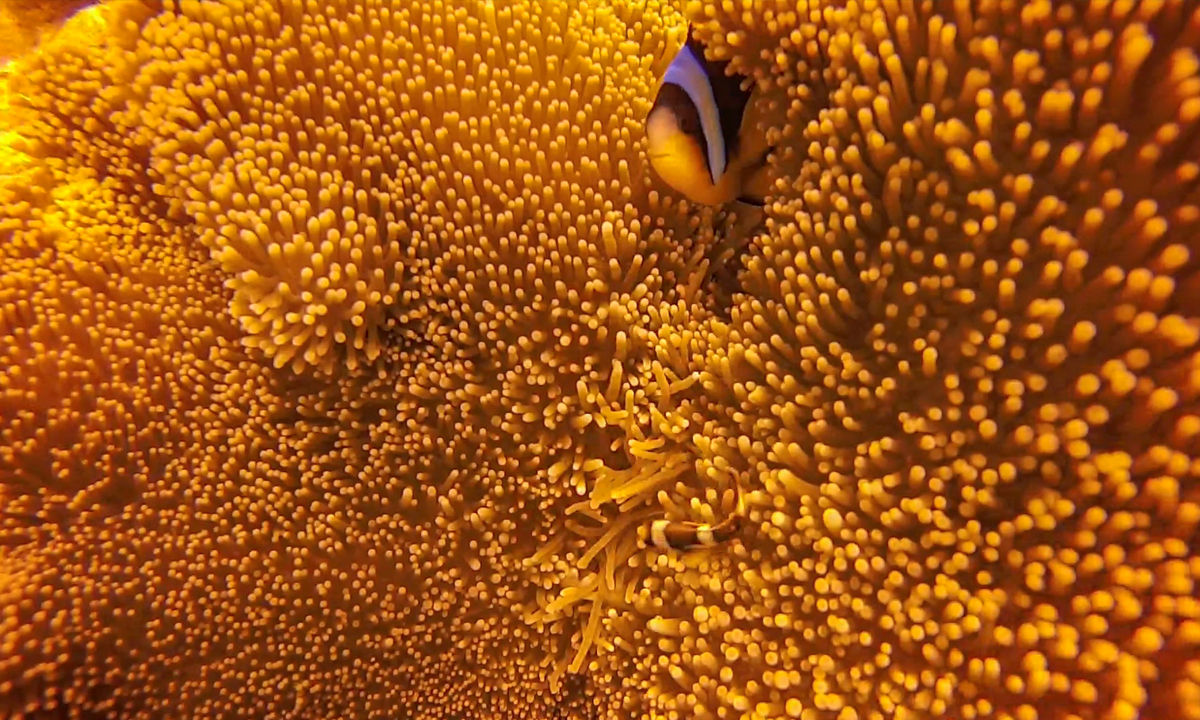Ein Clown-Fisch versteckt sich in einer Anemone.