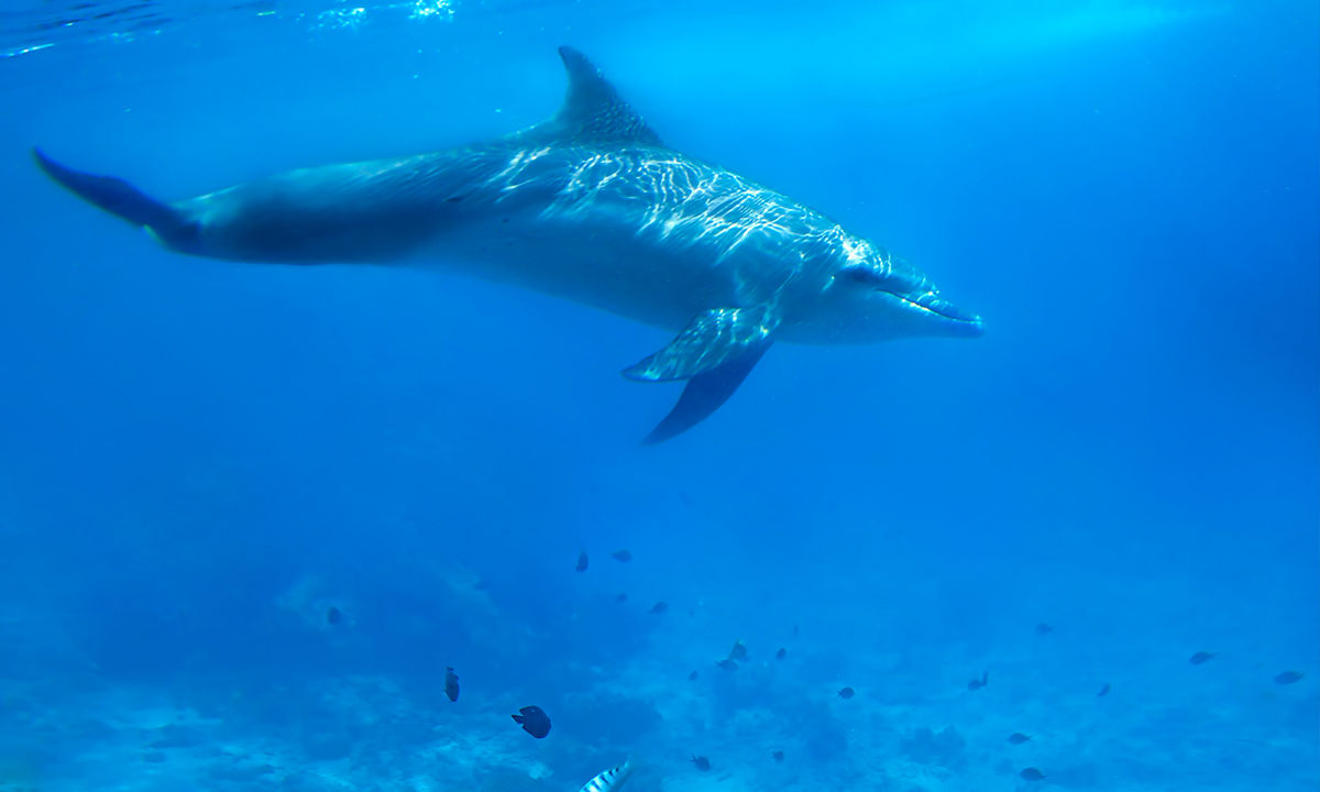 Ein Delfin und Korallen im Ozean.