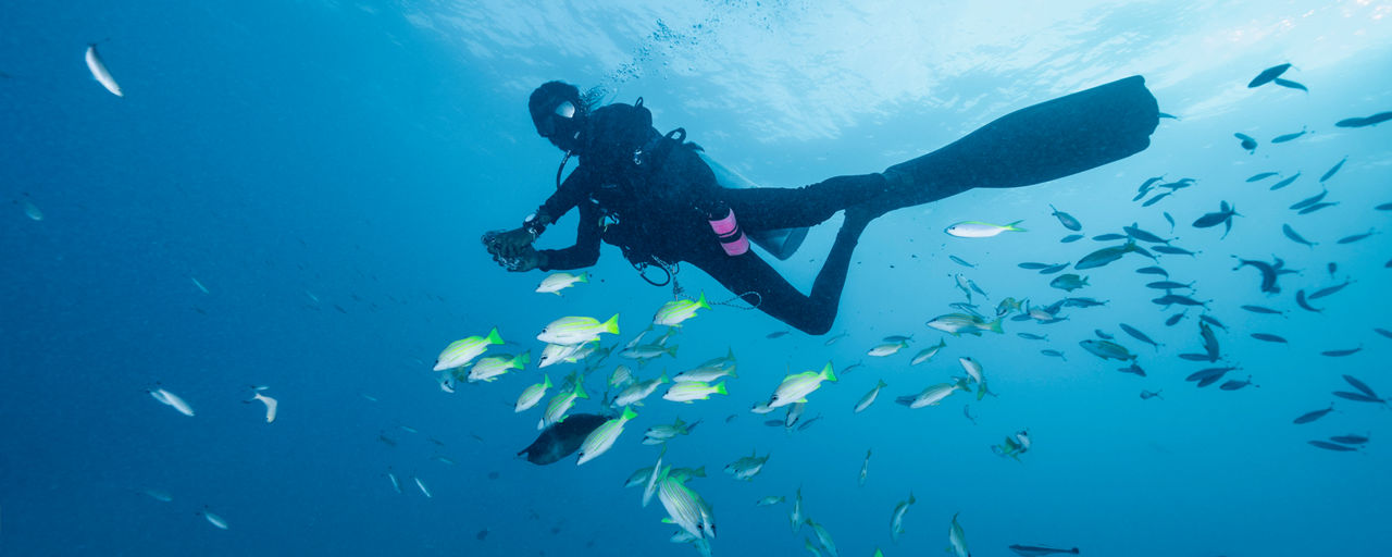 Ein Taucher beobachtet Fischschwärme im indischen Ozean