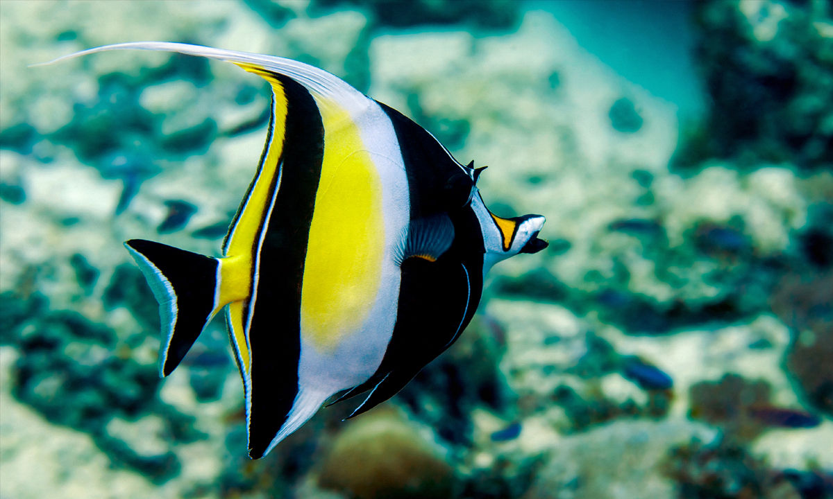 Ein farbenfroher schwarz-gelber Halfterfisch.