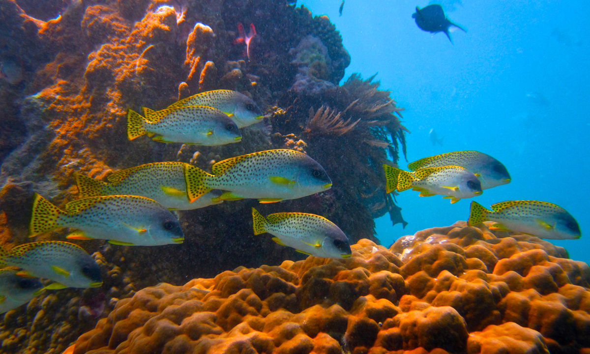 Fischschwarm in Sansibar.