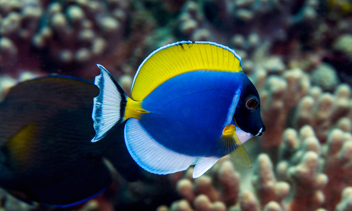  Ein Doktorfisch huscht über die