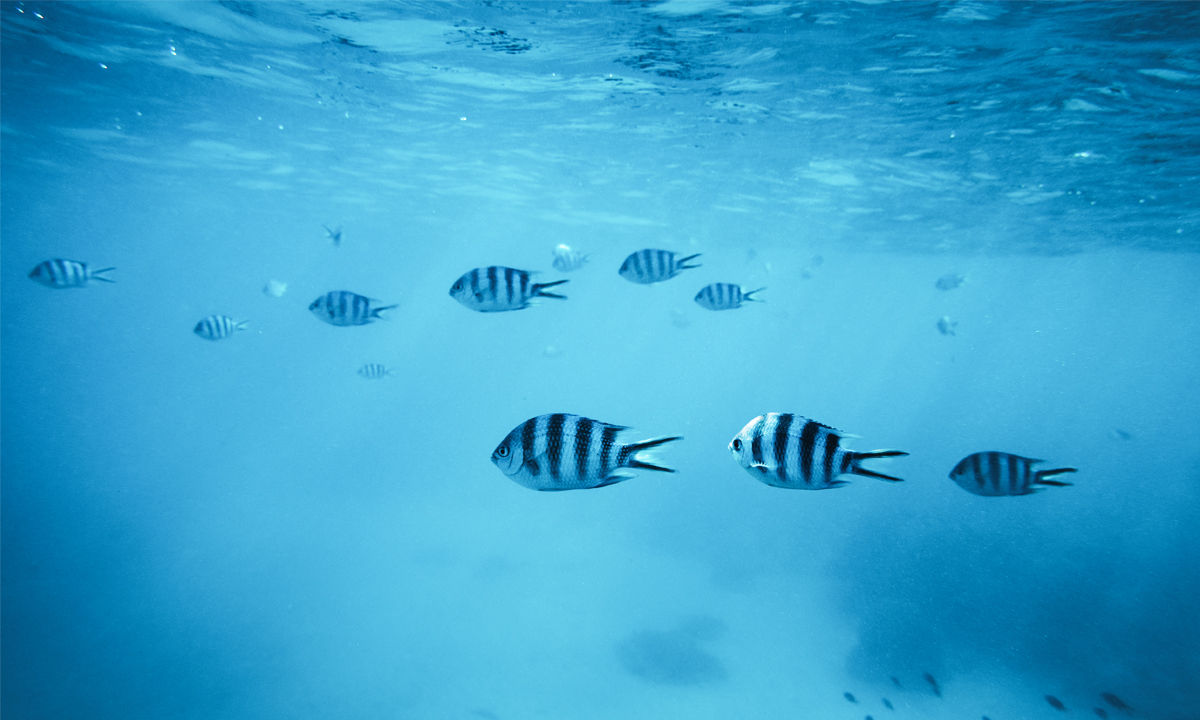  Zebrafische in Sansibar.