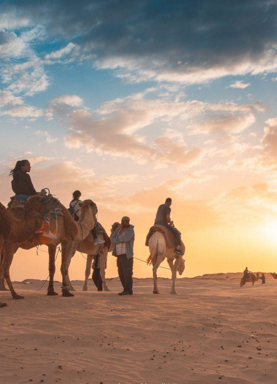 Camels in Desert