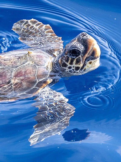 Loggerhead turtles