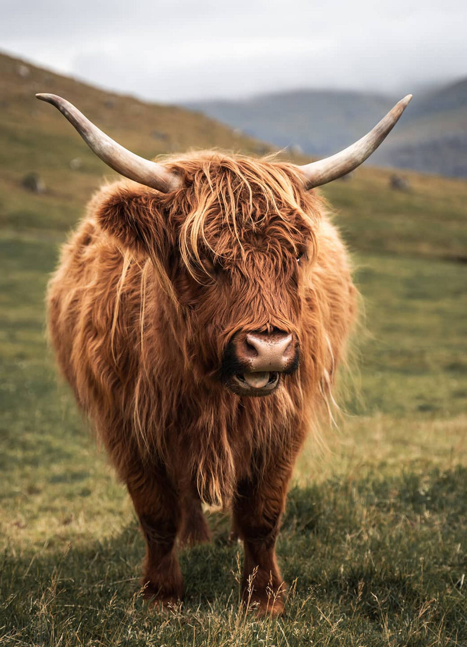 Highland Cow