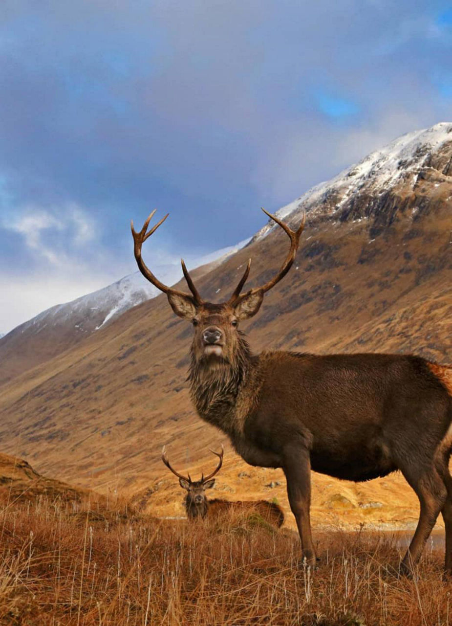 Deer in the Cairngorms National Park