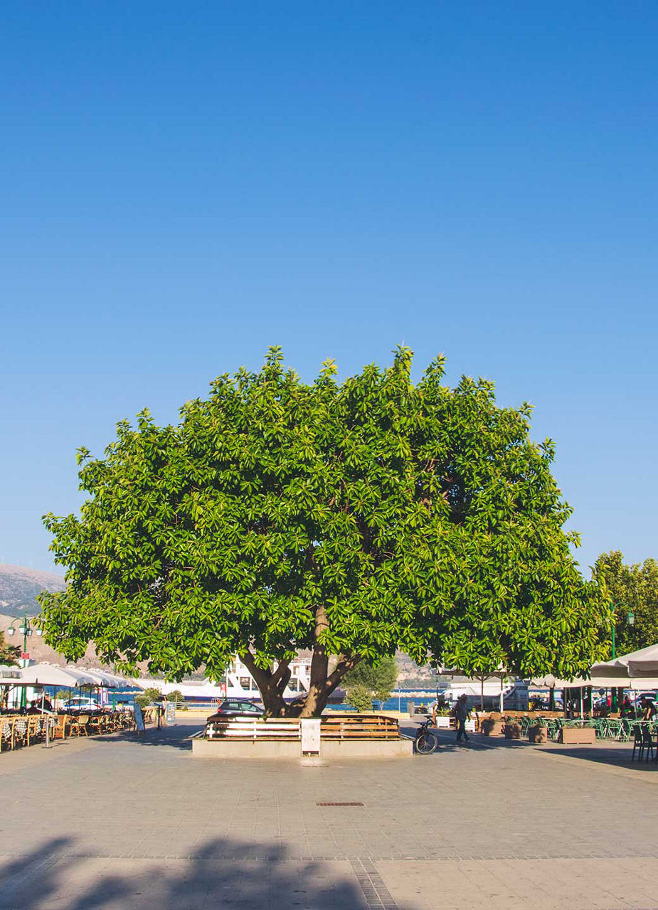 Gummibaum in Lixouri