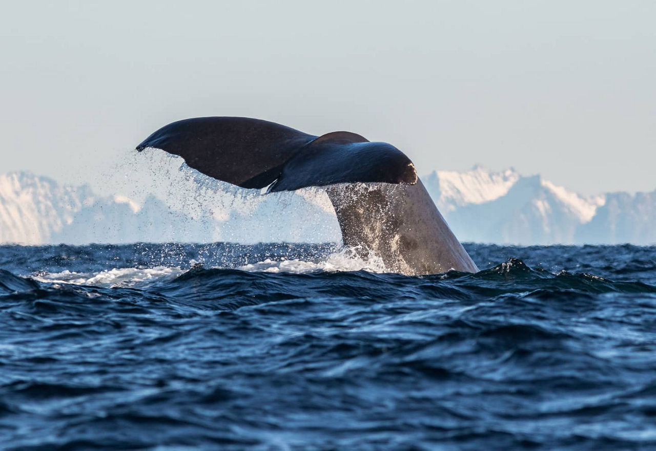 Sperm Whale Lofoten