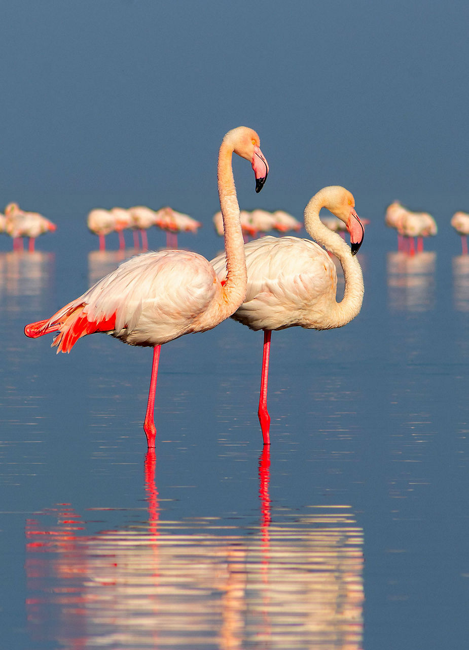 Flamingos