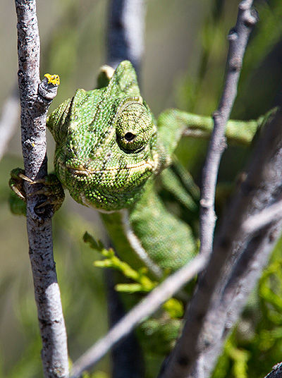 Chameleon