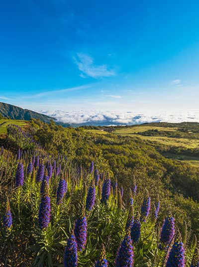 Flowers on Mountain