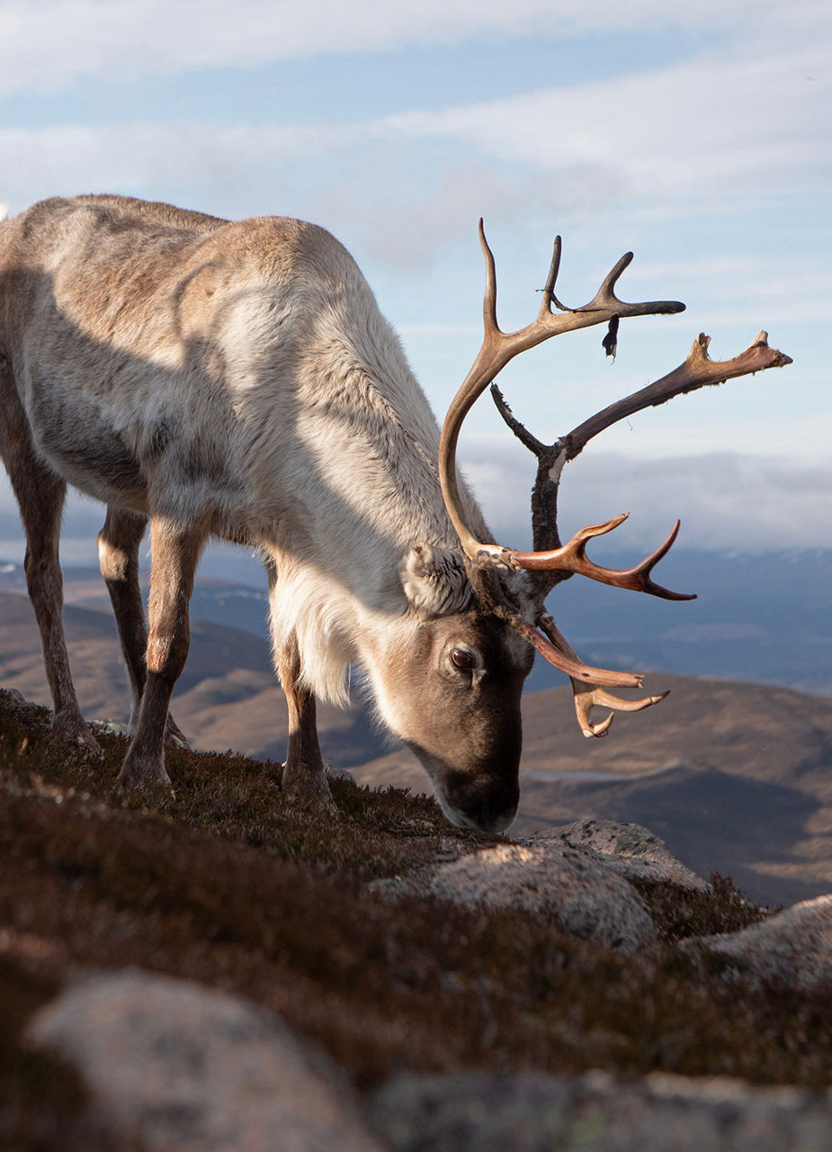 Rentier im Cairngorms National Park