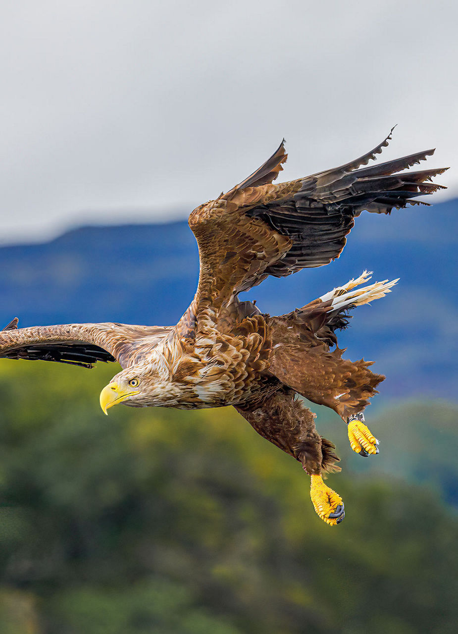 Adler bei der Jagd
