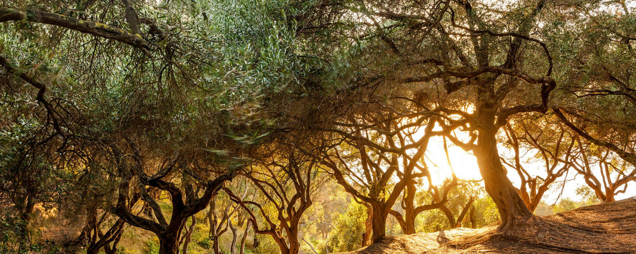 Olive trees in the evening light